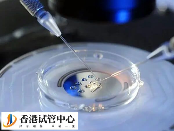 胚胎越多可提高成功率