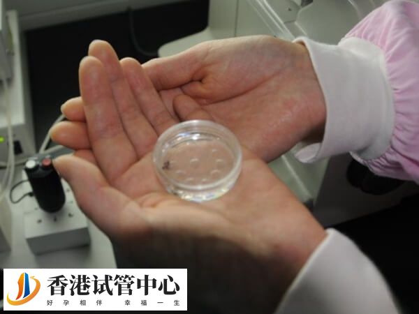 為什么醫生提倡移鮮胚