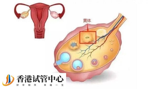 黃體功能不足可以進(jìn)行黃體支持