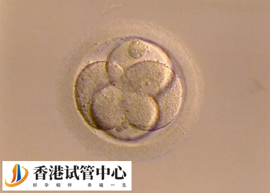 助孕后5個胚胎養(yǎng)囊成功的數(shù)量