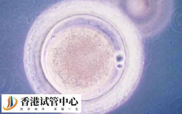 優(yōu)質(zhì)胚胎的養(yǎng)囊成功率較高