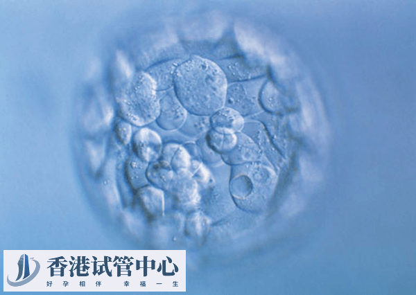 減少移植的胚胎數量并不會影響受孕率