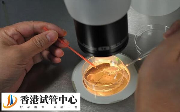 鮮胚和囊胚移植哪個好