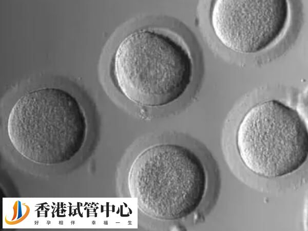 卵子質量是影響最晚著床時間的因素