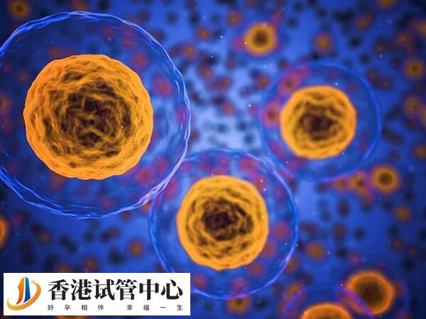 一級8細胞和二級6細胞哪個好