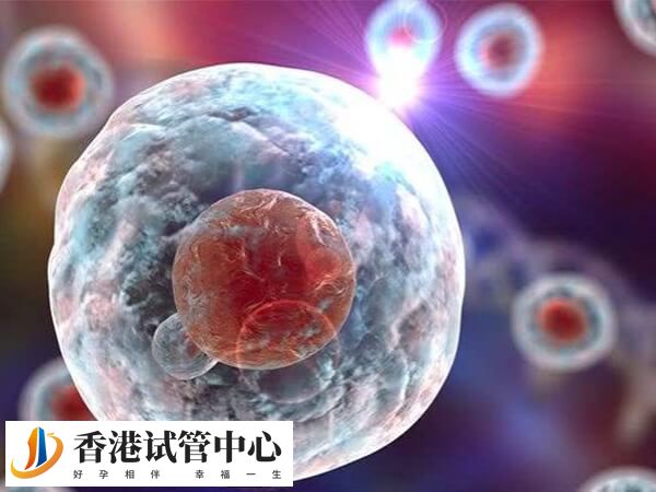 一級八細胞胚胎屬于質量較好的理想胚胎