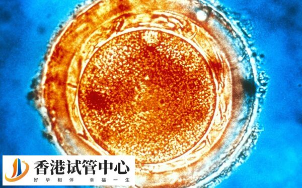 d6囊胚移植成功率高不高